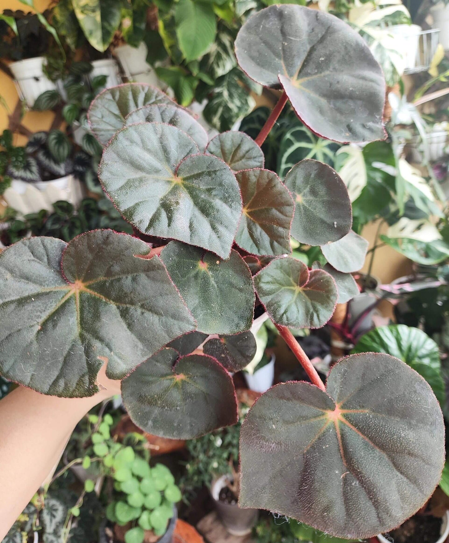 Begonia acetosa is a species in the family Begoniaceae, native to southeastern Brazil, particularly in Atlantic Forest regions such as areas near Rio de Janeiro. The species is noted for its ornamental foliage, and its leaves have a mildly sour taste. The name acetosa is derived from Latin, meaning “acidic” or “vinegar-like,” referring to this characteristic flavor of the leaves.