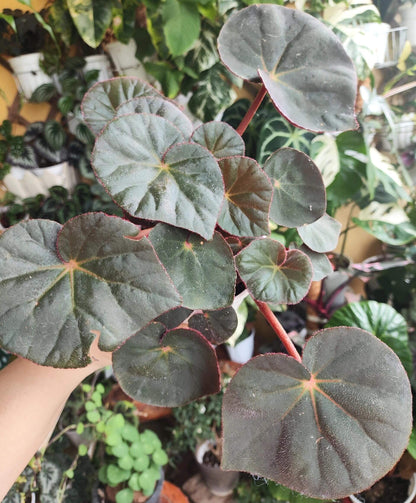 Begonia acetosa is a species in the family Begoniaceae, native to southeastern Brazil, particularly in Atlantic Forest regions such as areas near Rio de Janeiro. The species is noted for its ornamental foliage, and its leaves have a mildly sour taste. The name acetosa is derived from Latin, meaning “acidic” or “vinegar-like,” referring to this characteristic flavor of the leaves.