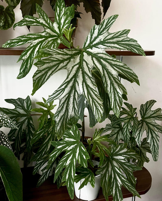 Begonia aconitifolia is a species of flowering plant in the Begoniaceae family, native to Brazil, especially the Atlantic Forest region. It’s a cane-type (upright) begonia that can reach about 1.2–1.5 m (4–5 ft) tall with an often thickened stem base (caudex) as it matures. Its foliage is palmately lobed, typically mid-green with silvery-white markings, and the leaves have a distinctive asymmetrical shape.