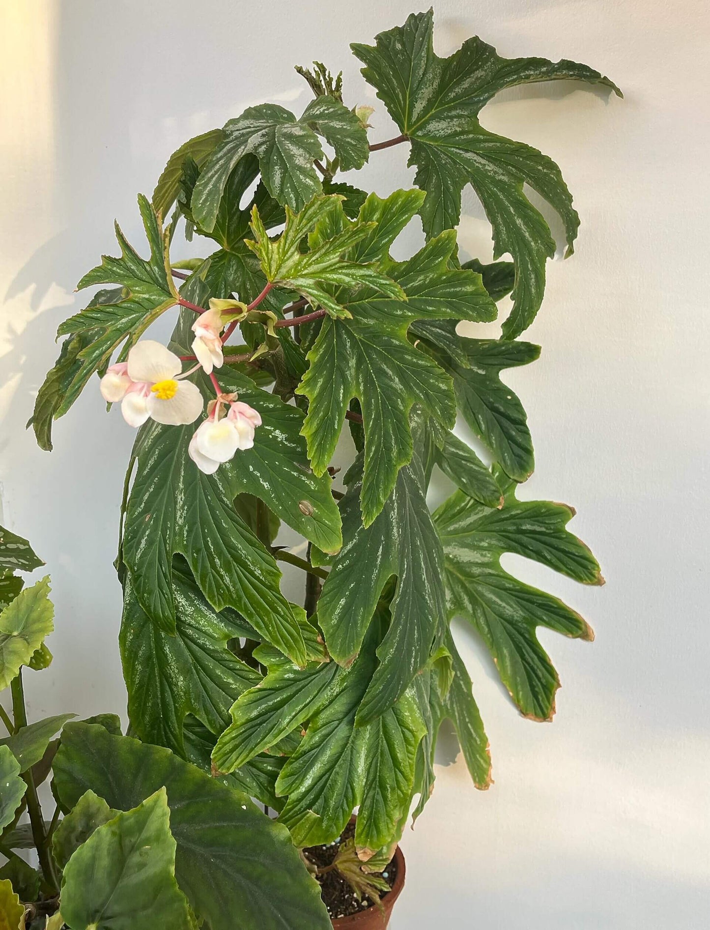 Begonia aconitifolia is a species of flowering plant in the Begoniaceae family, native to Brazil, especially the Atlantic Forest region. It’s a cane-type (upright) begonia that can reach about 1.2–1.5 m (4–5 ft) tall with an often thickened stem base (caudex) as it matures. Its foliage is palmately lobed, typically mid-green with silvery-white markings, and the leaves have a distinctive asymmetrical shape.