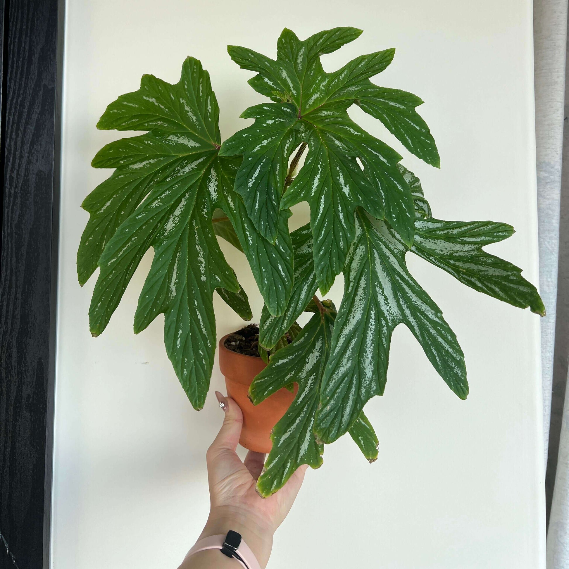 Begonia aconitifolia is a species of flowering plant in the Begoniaceae family, native to Brazil, especially the Atlantic Forest region. It’s a cane-type (upright) begonia that can reach about 1.2–1.5 m (4–5 ft) tall with an often thickened stem base (caudex) as it matures. Its foliage is palmately lobed, typically mid-green with silvery-white markings, and the leaves have a distinctive asymmetrical shape.