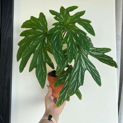Begonia aconitifolia is a species of flowering plant in the Begoniaceae family, native to Brazil, especially the Atlantic Forest region. It’s a cane-type (upright) begonia that can reach about 1.2–1.5 m (4–5 ft) tall with an often thickened stem base (caudex) as it matures. Its foliage is palmately lobed, typically mid-green with silvery-white markings, and the leaves have a distinctive asymmetrical shape.