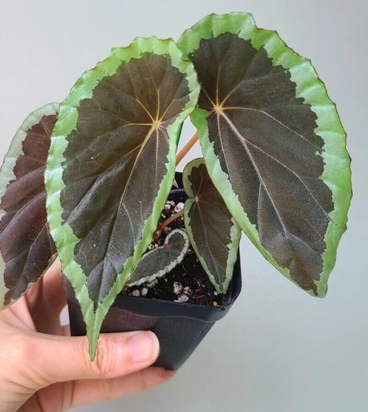 Begonia aff. baramensis is a rare species of begonia native to Borneo, primarily found in humid tropical environments. Its leaves are asymmetrical and narrow, dark green in color with thick silver edges that have an iridescent sheen. Due to its specific environmental requirements, Begonia aff. baramensis is best suited for greenhouse or terrarium cultivation.