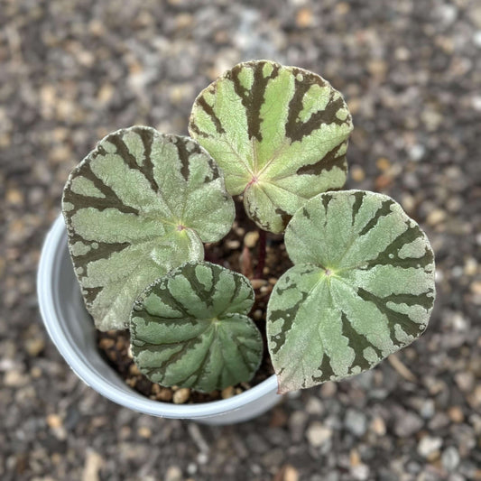 Begonia aff. pseudodryadis is a captivating variety of Begonia native to Vietnam, prized for its unique leaf pattern and striking appearance. The leaves are a beautiful mix of gray-green tones with scattered brown patches along the edges, giving this plant a delicate yet bold look. It closely resembles Begonia pseudodryadis, which is native to China, but its geographic origin and slight differences in leaf pattern make it a rare and highly sought-after variety.
