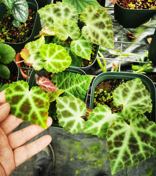 Begonia araneumoides is a newly described species native to the forests of Sumatra, Indonesia. Known for its striking, web-like leaf pattern, this begonia is a true gem for plant enthusiasts and collectors. Its asymmetrical, ovate leaves are intricately wrinkled with jagged edges and a fringed texture, resembling a spiderweb, which is reflected in its name “araneumoides” (from Latin “araneum” meaning spiderweb).