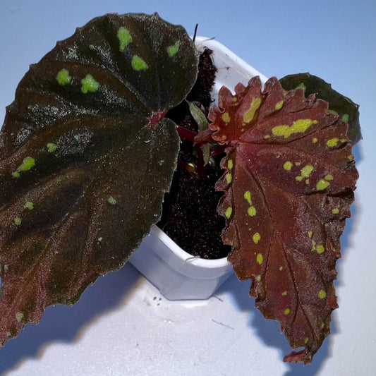 Native to the tropical island of Java in Indonesia, Begonia atricha Java is a rare and unique begonia that stands out with its striking appearance. The leaves of this begonia are a beautiful brown color, adorned with yellow-green spots that create a mesmerizing contrast. The surface of the leaves has a distinct wrinkled texture, providing a rich tactile and visual effect. This begonia is perfect for plant enthusiasts seeking a rare, textured beauty to add to their collection.