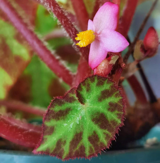 Begonia augustinei is a stunning begonia known for its bold, vibrant foliage. Its large, heart-shaped leaves feature a deep green center with striking red edges, complemented by fine red fuzzy hairs along the borders, adding texture and visual interest. These unique characteristics make Begonia augustinei a standout addition to any plant collection.