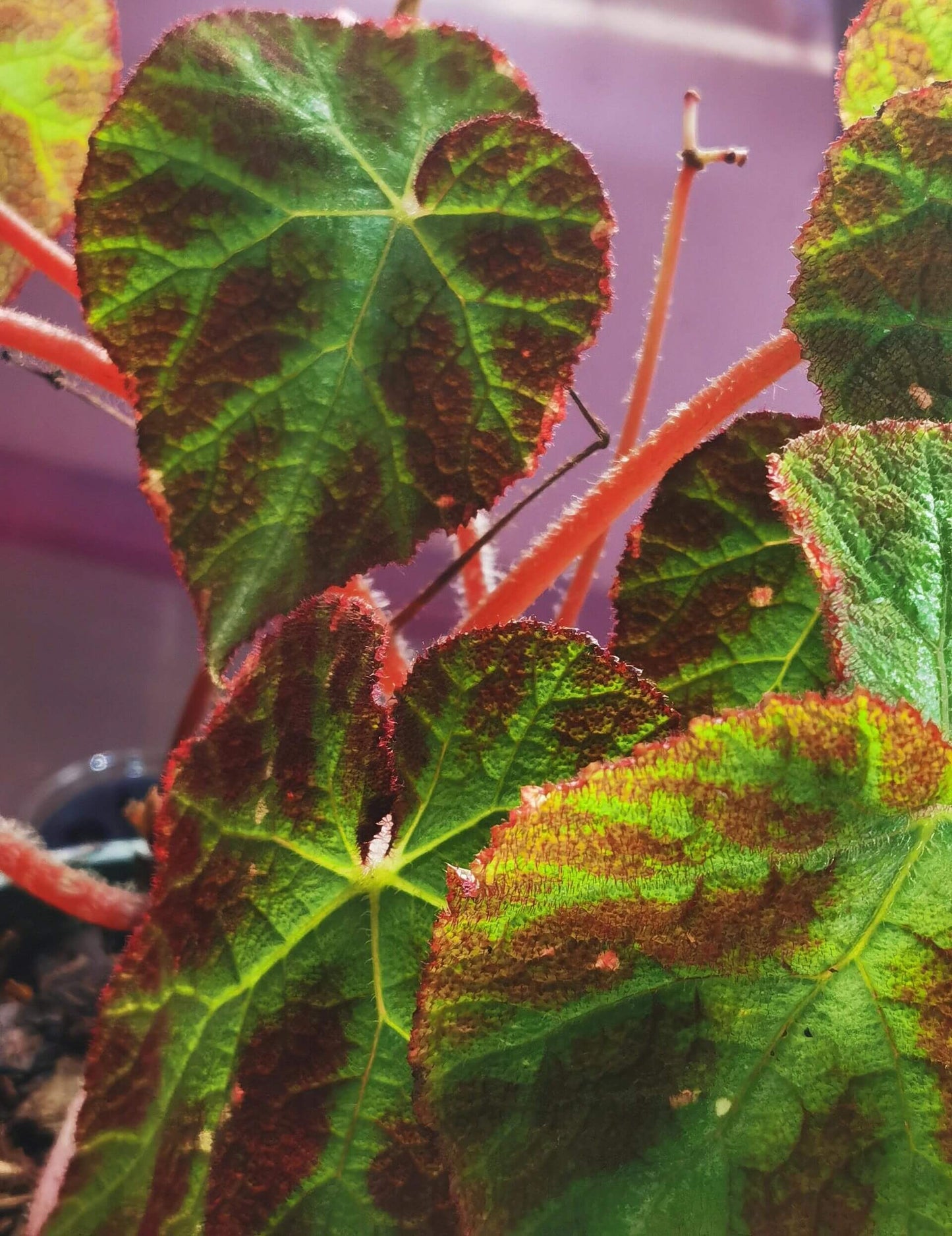 Begonia augustinei is a stunning begonia known for its bold, vibrant foliage. Its large, heart-shaped leaves feature a deep green center with striking red edges, complemented by fine red fuzzy hairs along the borders, adding texture and visual interest. These unique characteristics make Begonia augustinei a standout addition to any plant collection.