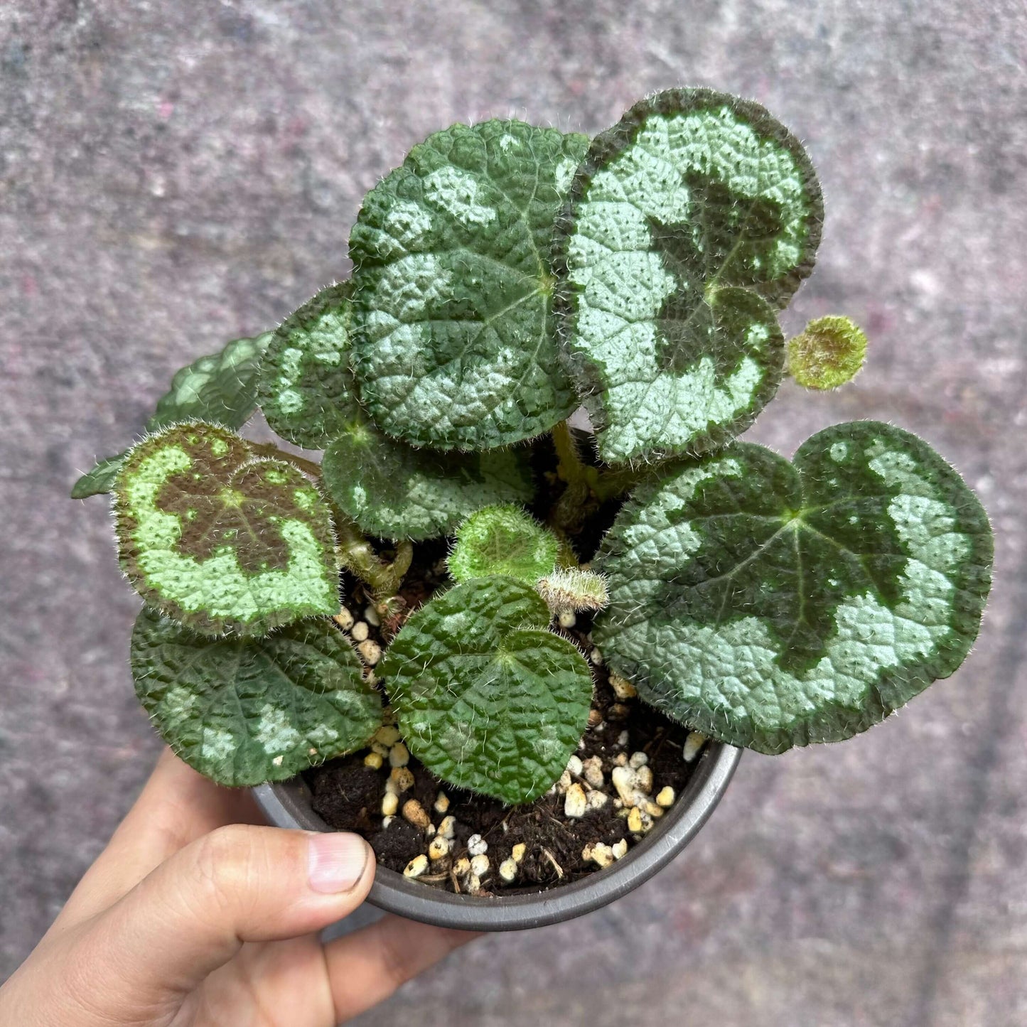Begonia aurantiflora is a rare rhizomatous species in the Begoniaceae family, native to limestone areas of Guangxi, China. It was formally described in 2008 and is notable for its distinctive orange flowers, making it unique within its section.