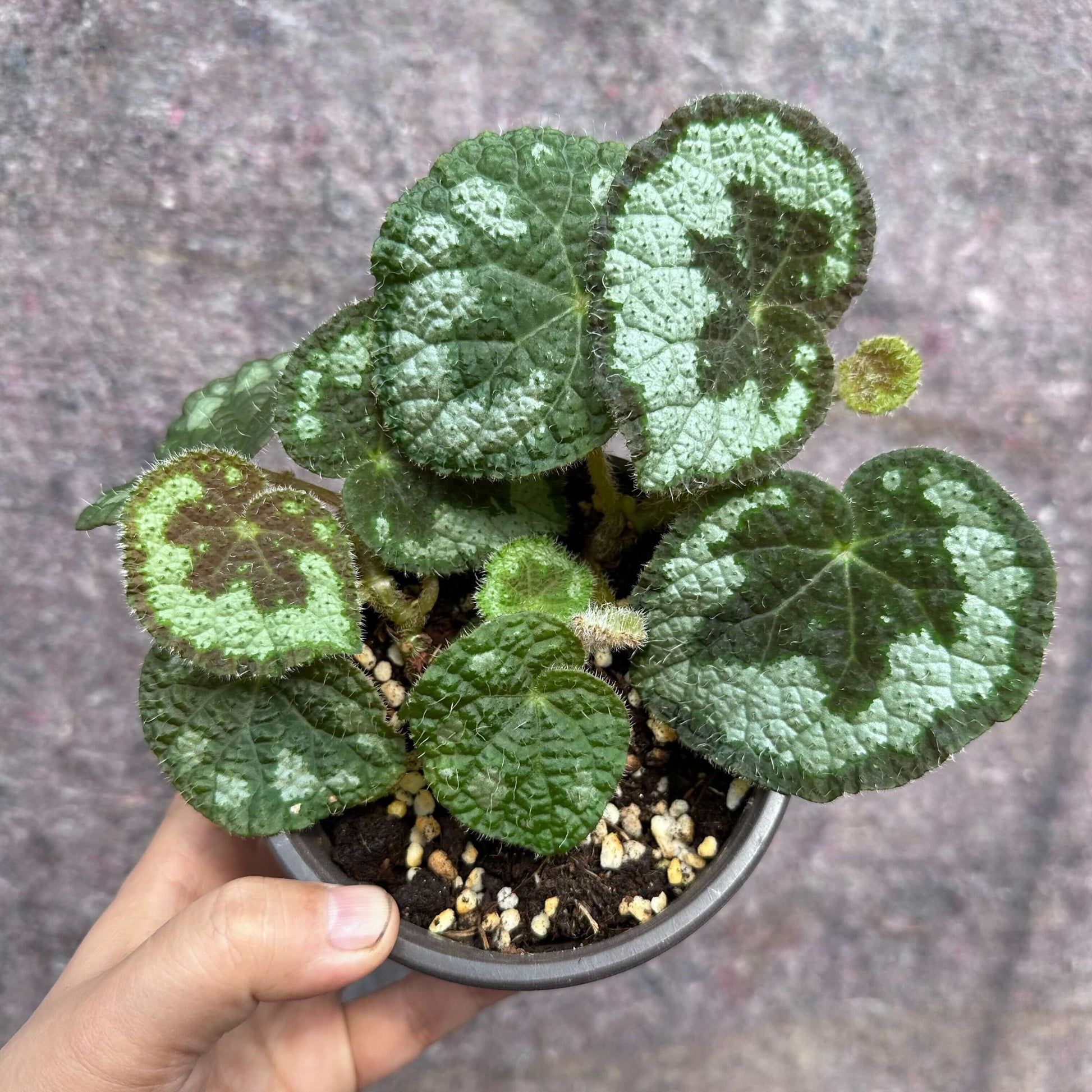 Begonia aurantiflora is a rare rhizomatous species in the Begoniaceae family, native to limestone areas of Guangxi, China. It was formally described in 2008 and is notable for its distinctive orange flowers, making it unique within its section.