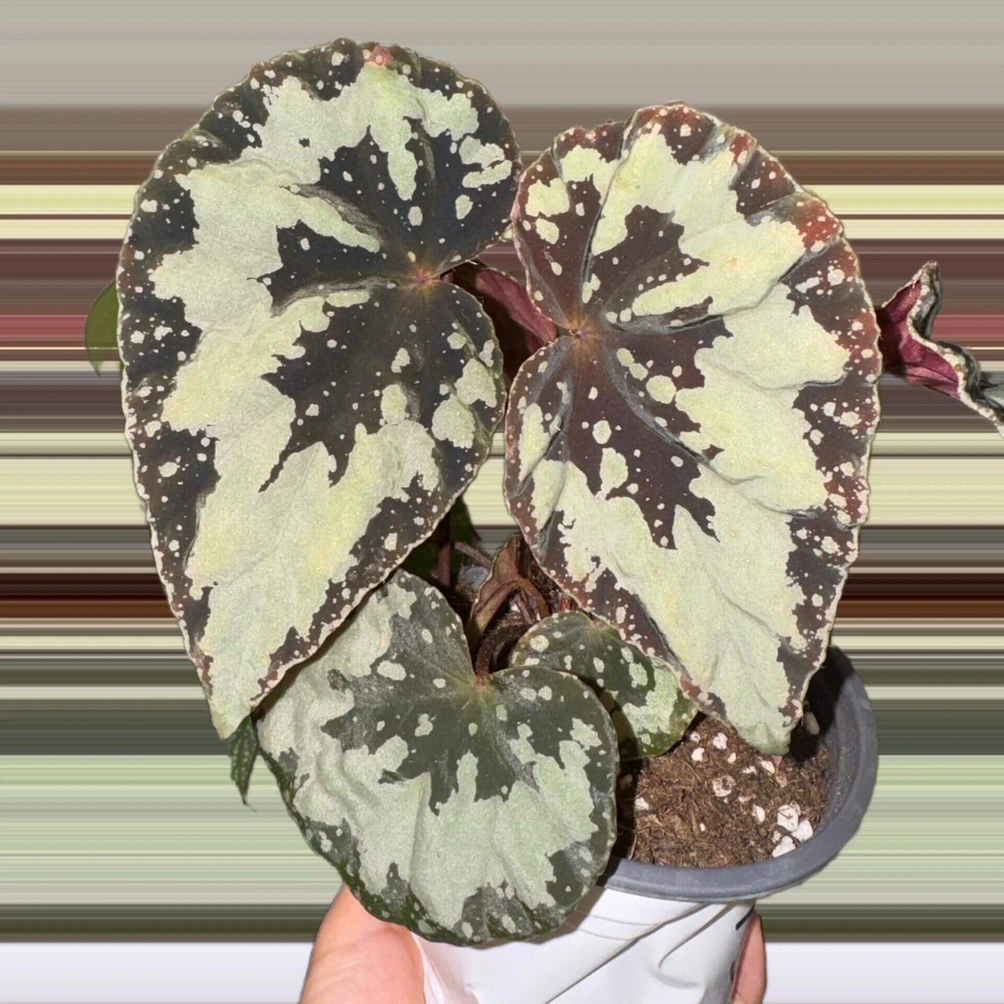 Begonia austroguangxiensis is native to Guangxi, China. Its leaves are asymmetrical and heart-shaped, with a relatively thick texture. The overall base color ranges from cool-toned silver-gray to gray-green. From the point where the petiole meets the leaf, dark green to nearly black radiating patterns extend outward, appearing natural and organic, reminiscent of ink-wash paintings or the silhouette of torn leaves.