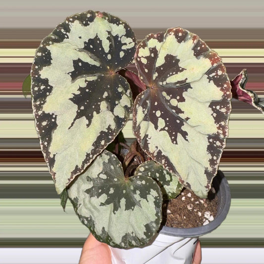 Begonia austroguangxiensis is native to Guangxi, China. Its leaves are asymmetrical and heart-shaped, with a relatively thick texture. The overall base color ranges from cool-toned silver-gray to gray-green. From the point where the petiole meets the leaf, dark green to nearly black radiating patterns extend outward, appearing natural and organic, reminiscent of ink-wash paintings or the silhouette of torn leaves.