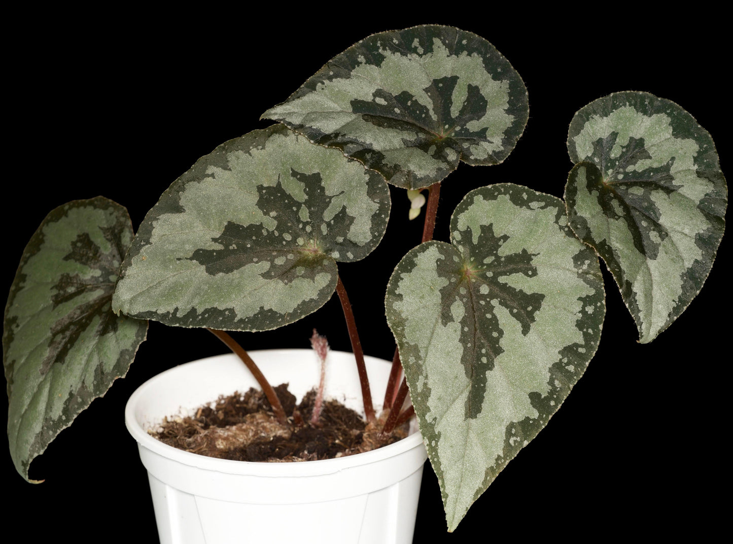 Begonia austroguangxiensis is native to Guangxi, China. Its leaves are asymmetrical and heart-shaped, with a relatively thick texture. The overall base color ranges from cool-toned silver-gray to gray-green. From the point where the petiole meets the leaf, dark green to nearly black radiating patterns extend outward, appearing natural and organic, reminiscent of ink-wash paintings or the silhouette of torn leaves.