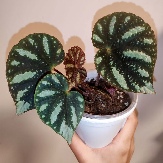 Begonia balansana is a charming Begonia species native to the mountainous regions of northern Vietnam, particularly around Mount Ba Vi. Known for its distinctive foliage and adaptability, this plant is perfect for plant collectors and enthusiasts looking to add a beautiful, unique species to their collection.