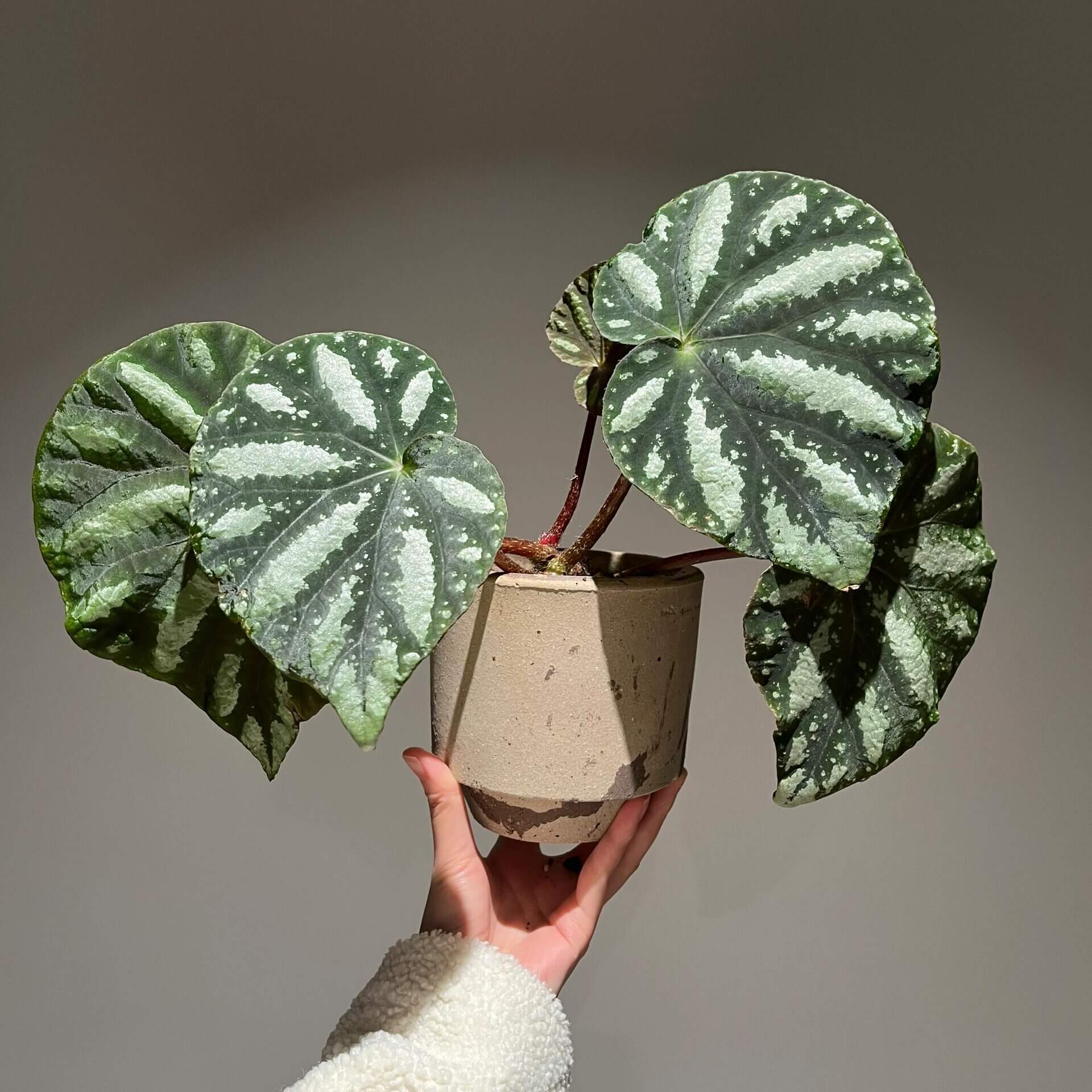 Begonia balansana is a charming Begonia species native to the mountainous regions of northern Vietnam, particularly around Mount Ba Vi. Known for its distinctive foliage and adaptability, this plant is perfect for plant collectors and enthusiasts looking to add a beautiful, unique species to their collection.