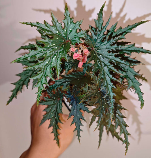 Begonia bangsamoro is native to the island of Mindanao in the Philippines and is admired for its highly ornamental foliage. The leaves are deeply lacerated with sharply cut margins, forming a dramatic, star-like shape. They are rich green in color and scattered with subtle white speckles, adding texture and visual interest.