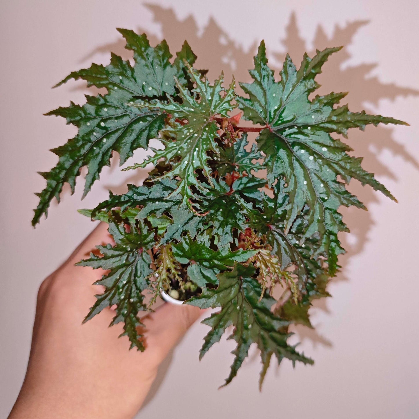 Begonia bangsamoro is native to the island of Mindanao in the Philippines and is admired for its highly ornamental foliage. The leaves are deeply lacerated with sharply cut margins, forming a dramatic, star-like shape. They are rich green in color and scattered with subtle white speckles, adding texture and visual interest.