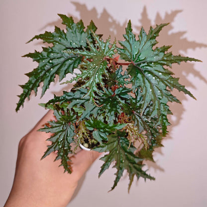 Begonia bangsamoro is native to the island of Mindanao in the Philippines and is admired for its highly ornamental foliage. The leaves are deeply lacerated with sharply cut margins, forming a dramatic, star-like shape. They are rich green in color and scattered with subtle white speckles, adding texture and visual interest.