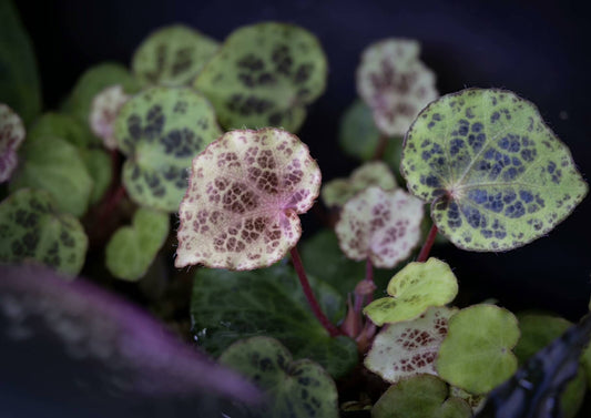 Begonia beijnenii is a rare and captivating begonia species native to the tropical forests of Palawan, Philippines. First identified in 2011, this miniature begonia stands out for its beautiful variegated leaves and compact size. Known for its unique coloration, Begonia beijnenii is a perfect addition for collectors looking for a distinctive, low-maintenance plant.