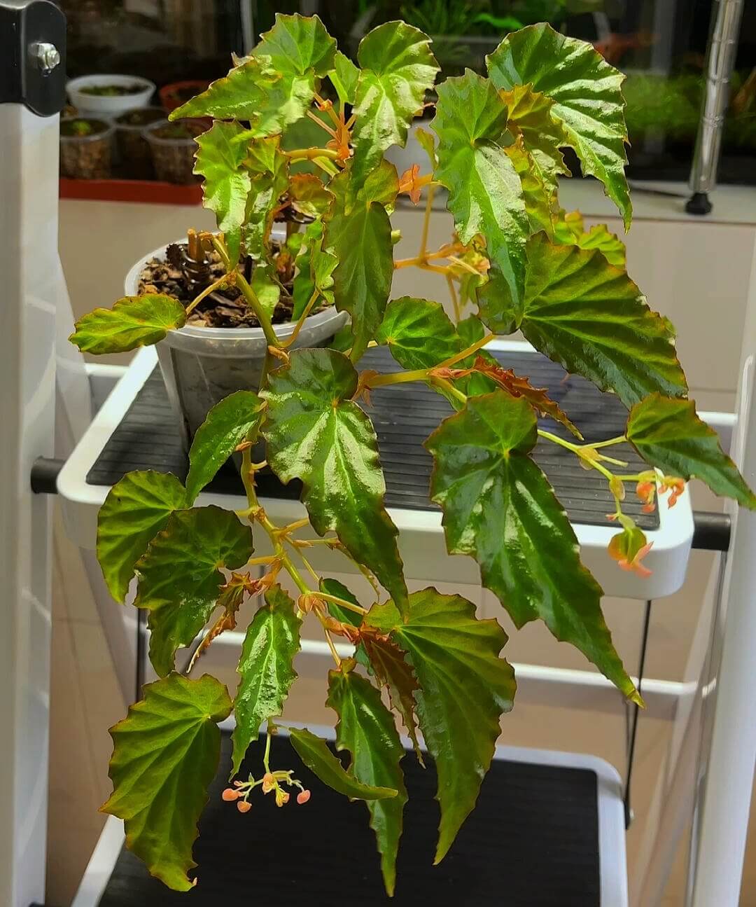 Begonia borneensis is a rare and exquisite species native to Borneo, prized for its striking foliage and delicate flowers. The leaves are vibrant and glossy, shifting in color from green to a beautiful bluish-purple sheen depending on the light. This begonia produces small, pale pink flowers that bloom year-round, adding a charming touch to any indoor garden or plant collection.