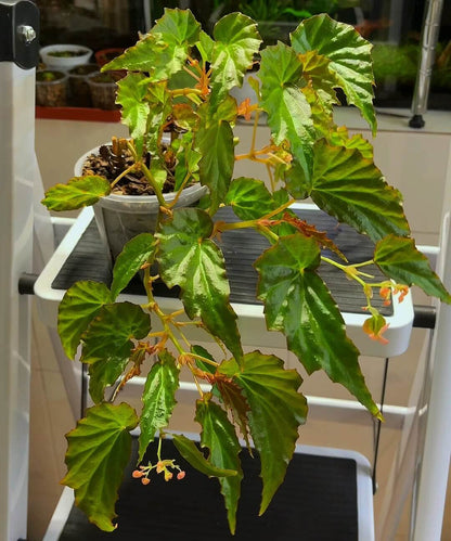 Begonia borneensis is a rare and exquisite species native to Borneo, prized for its striking foliage and delicate flowers. The leaves are vibrant and glossy, shifting in color from green to a beautiful bluish-purple sheen depending on the light. This begonia produces small, pale pink flowers that bloom year-round, adding a charming touch to any indoor garden or plant collection.