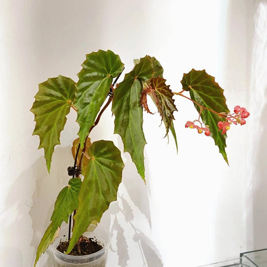 Begonia borneensis is a rare and exquisite species native to Borneo, prized for its striking foliage and delicate flowers. The leaves are vibrant and glossy, shifting in color from green to a beautiful bluish-purple sheen depending on the light. This begonia produces small, pale pink flowers that bloom year-round, adding a charming touch to any indoor garden or plant collection.