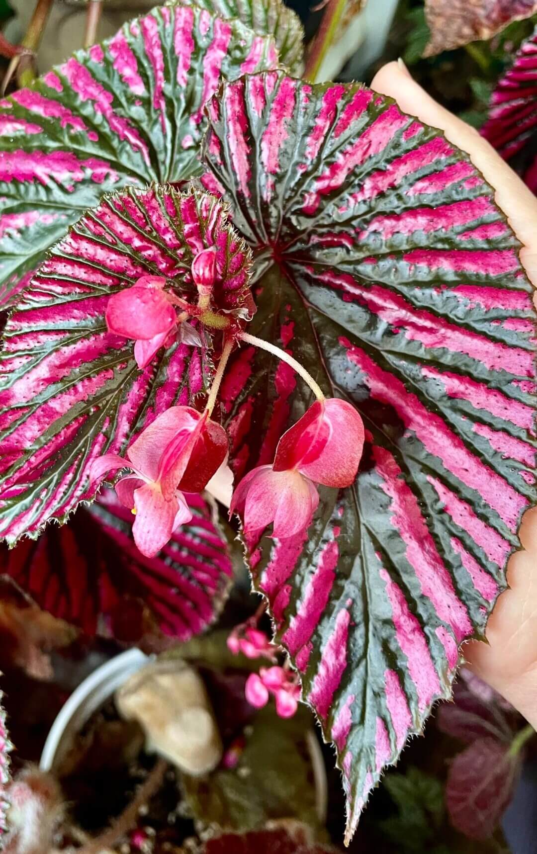 Begonia brevirimosa is a captivating species native to the rainforests of Papua New Guinea. This shrub-like begonia is renowned for its large, wing-shaped leaves that feature a unique pattern of metallic pink stripes on a dark green background. The vibrant foliage adds a touch of elegance to any indoor space, making it a favorite among plant enthusiasts.