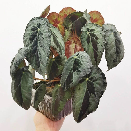 Begonia burkillii is a stunning and rare species native to the highly restricted areas of Arunachal Pradesh in Northern India. Brought into cultivation by the dedicated plant collector Rekha Morris, this species is known for its unique and striking appearance. The elliptical-shaped leaves feature a beautiful mint green base with chocolate brown blotches, creating an iridescent effect that captivates any plant enthusiast.