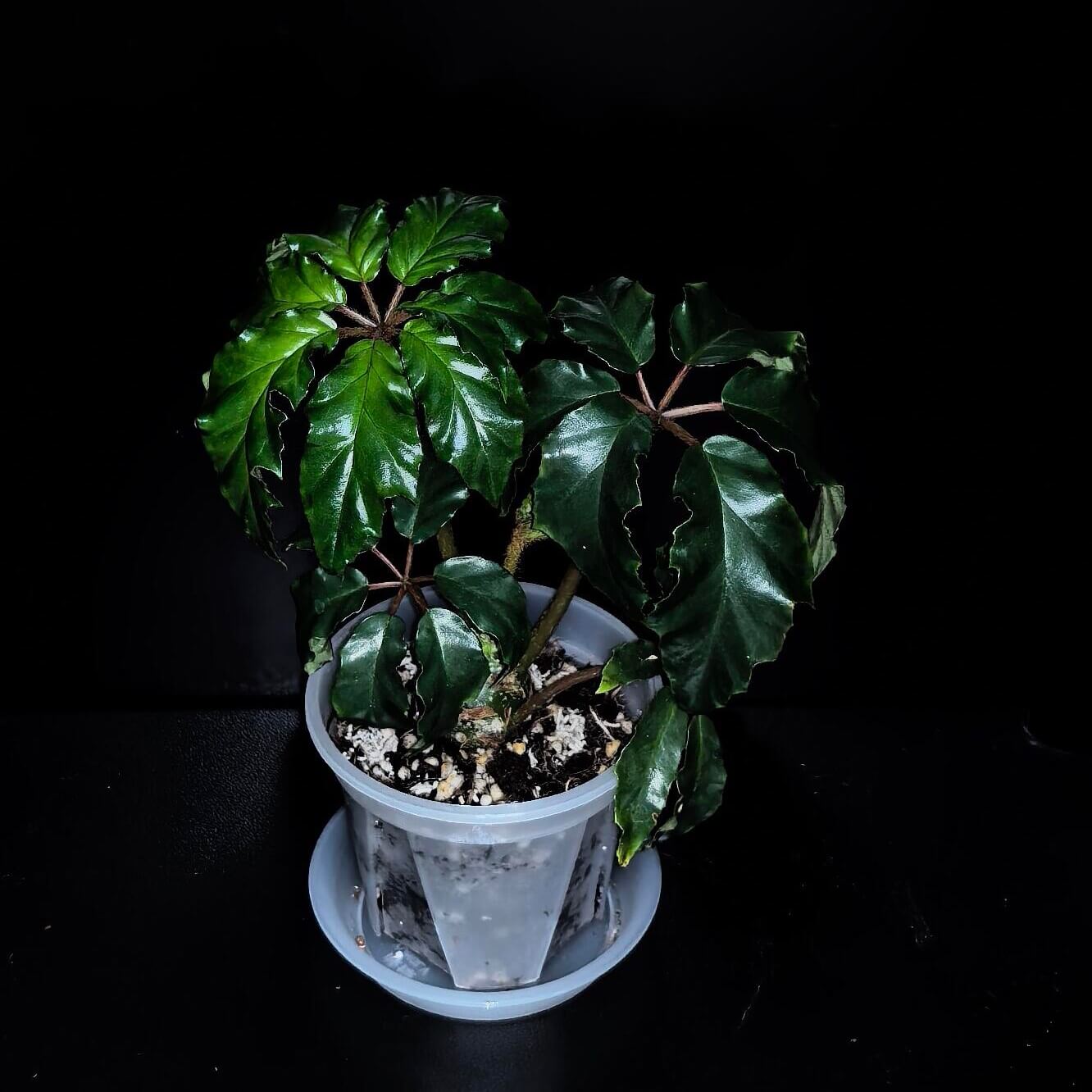 Begonia carolineifolia is a rhizomatous perennial plant native to southern Mexico and Central America. It is especially popular among collectors for its unique appearance, as its large, palm-like leaves resemble those of a small palm rather than a typical begonia.