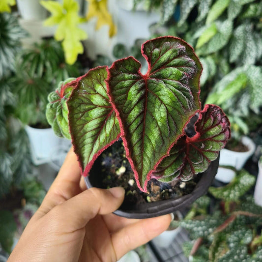 A stunning and unique addition to any plant collection, Begonia cathayana is a native species from the mountainous regions of China, specifically Guangxi and Yunnan. With its attractive foliage and eye-catching blooms, it’s perfect for plant enthusiasts looking for something special.