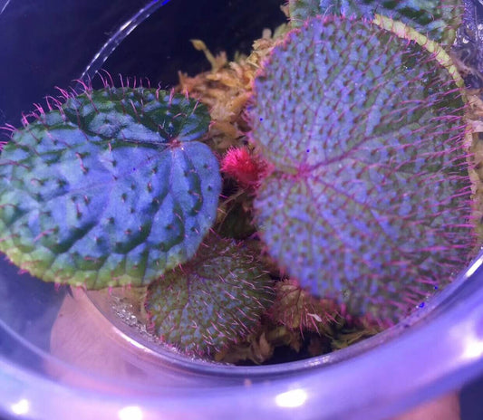 Begonia celata is a stunning begonia species native to the rainforests of Sarawak, Malaysia. Its lush green leaves, covered in red hairs with distinctive vein patterns, create a striking visual appeal. In low-light environments, the leaves may even exhibit a soft blue glow, adding an enchanting and mystical touch. This begonia thrives in humid environments and is best suited for experienced plant enthusiasts who can provide the specialized care it requires.