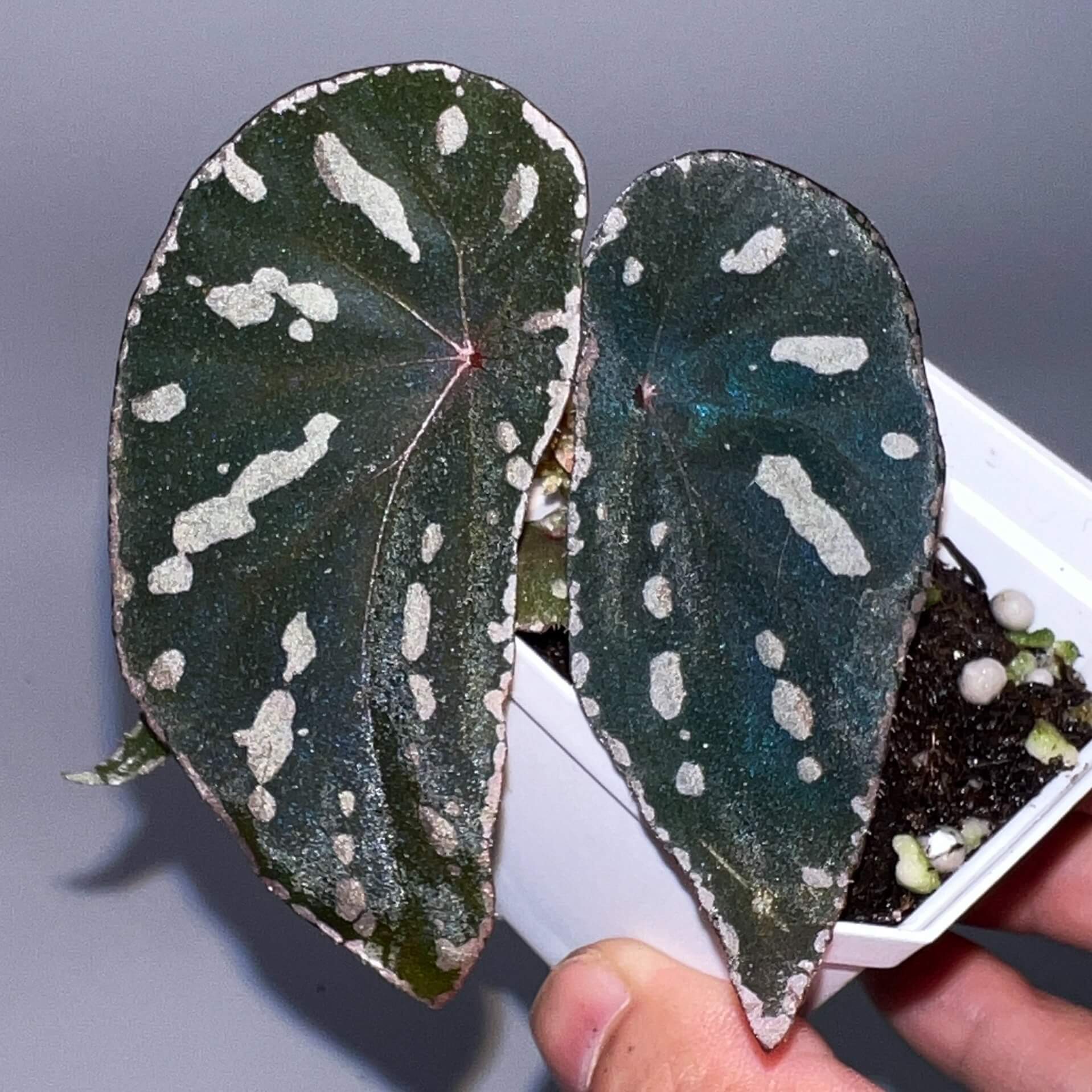 Begonia cf. baramensis is a striking plant known for its large, wide leaves and unique markings. The deep green background of the leaves is adorned with irregular white spots, creating a bold contrast that adds elegance and character to any space. The leaf edges are also surrounded by a delicate white border, enhancing its overall appearance. This plant is perfect for experienced plant enthusiasts who appreciate the challenge of nurturing rare and exotic species.