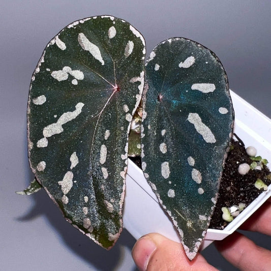Begonia cf. baramensis is a striking plant known for its large, wide leaves and unique markings. The deep green background of the leaves is adorned with irregular white spots, creating a bold contrast that adds elegance and character to any space. The leaf edges are also surrounded by a delicate white border, enhancing its overall appearance. This plant is perfect for experienced plant enthusiasts who appreciate the challenge of nurturing rare and exotic species.