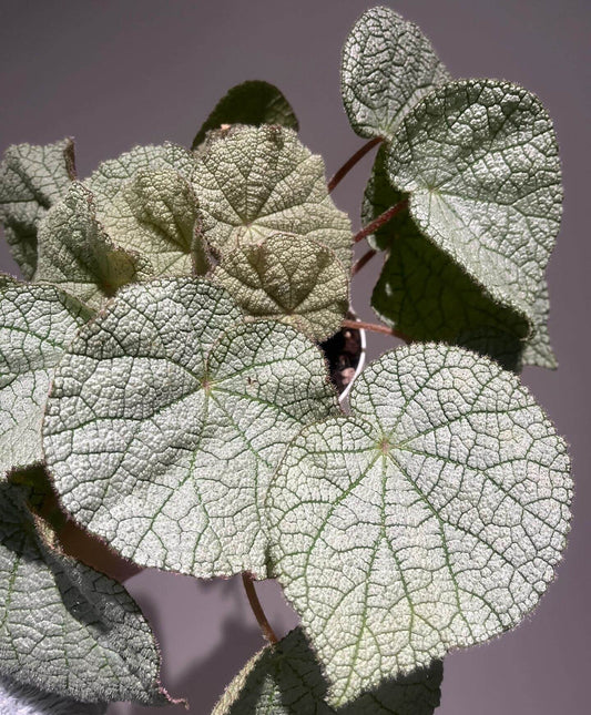 Begonia cf. filiformis white form is a rare and fascinating Begonia species, native to the subtropical regions of Guangxi, China, and northern Vietnam. It is characterized by its silvery-white leaves, which give the plant a distinctive and elegant appearance.