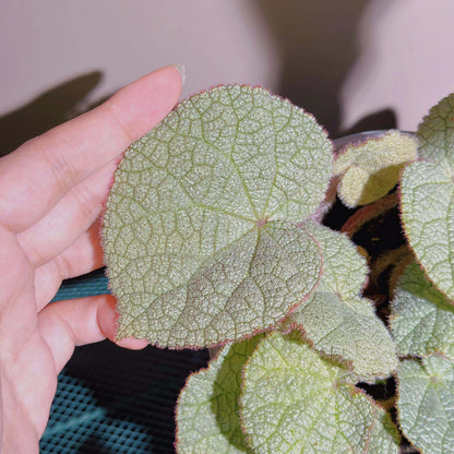 Begonia cf. filiformis white form is a rare and fascinating Begonia species, native to the subtropical regions of Guangxi, China, and northern Vietnam. It is characterized by its silvery-white leaves, which give the plant a distinctive and elegant appearance.