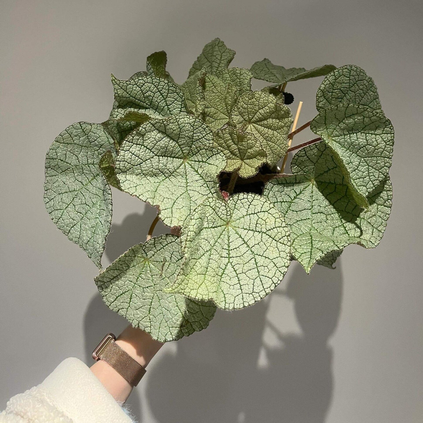 Begonia cf. filiformis white form is a rare and fascinating Begonia species, native to the subtropical regions of Guangxi, China, and northern Vietnam. It is characterized by its silvery-white leaves, which give the plant a distinctive and elegant appearance.