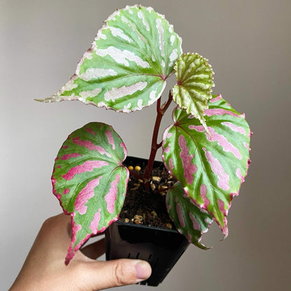 Begonia cf. roseopunctata is a variety of begonia native to West Kalimantan, Borneo, known for its beautiful and striking foliage. Its leaves feature vibrant green and pink stripes, with delicate pink edges. The colors of the leaves transition smoothly between green and pink, creating intricate patterns and a unique color combination that makes this begonia incredibly attractive to plant enthusiasts.