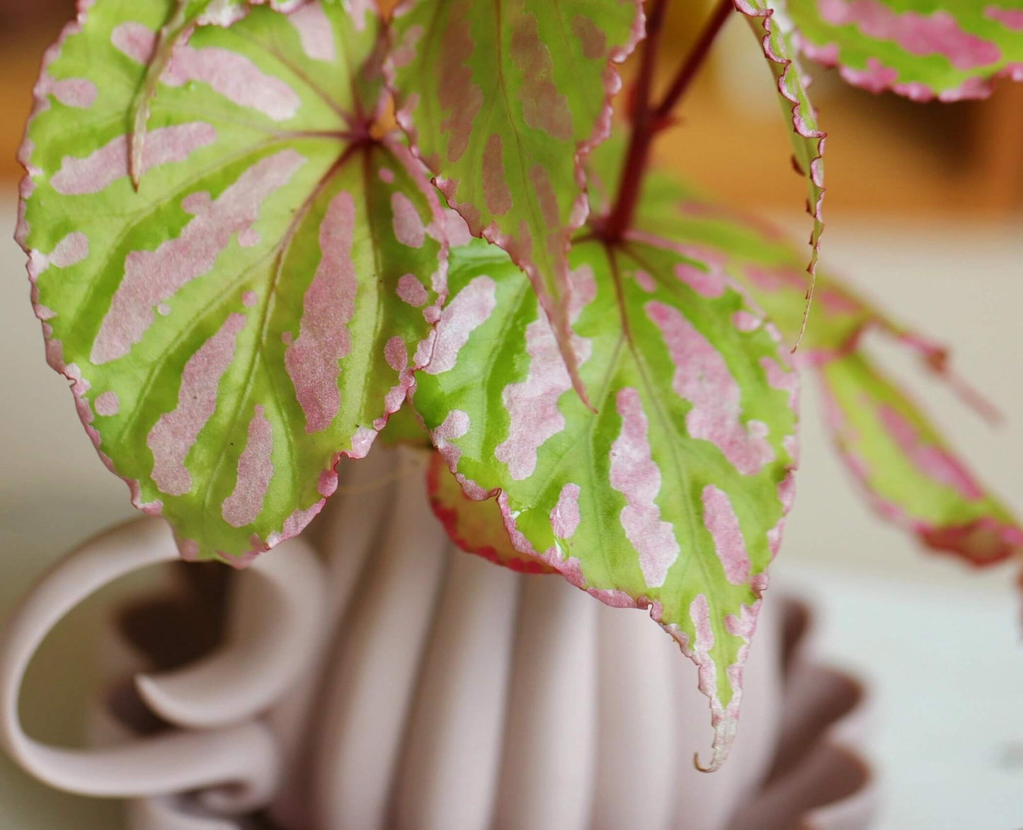 Begonia cf. roseopunctata is a variety of begonia native to West Kalimantan, Borneo, known for its beautiful and striking foliage. Its leaves feature vibrant green and pink stripes, with delicate pink edges. The colors of the leaves transition smoothly between green and pink, creating intricate patterns and a unique color combination that makes this begonia incredibly attractive to plant enthusiasts.