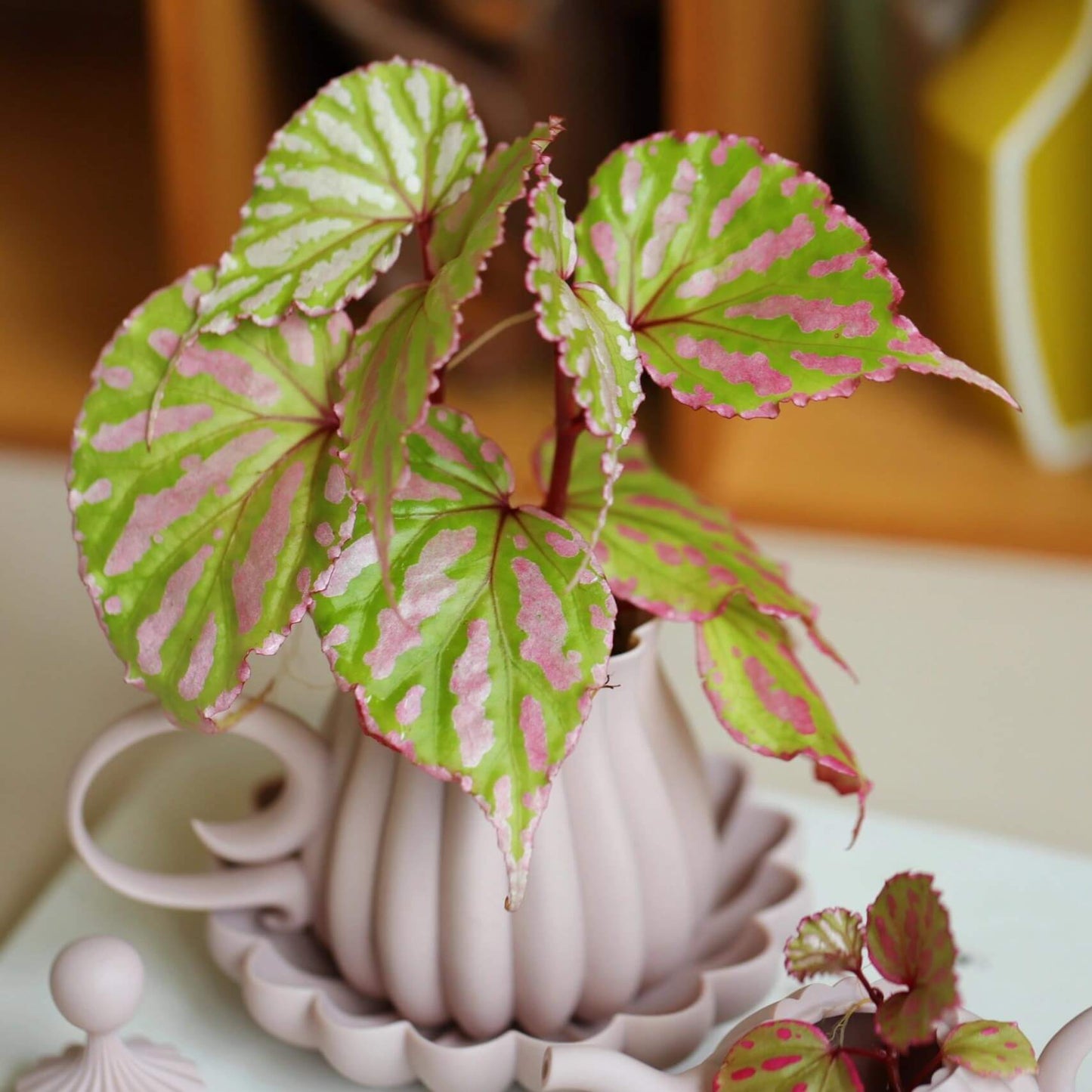 Begonia cf. roseopunctata is a variety of begonia native to West Kalimantan, Borneo, known for its beautiful and striking foliage. Its leaves feature vibrant green and pink stripes, with delicate pink edges. The colors of the leaves transition smoothly between green and pink, creating intricate patterns and a unique color combination that makes this begonia incredibly attractive to plant enthusiasts.