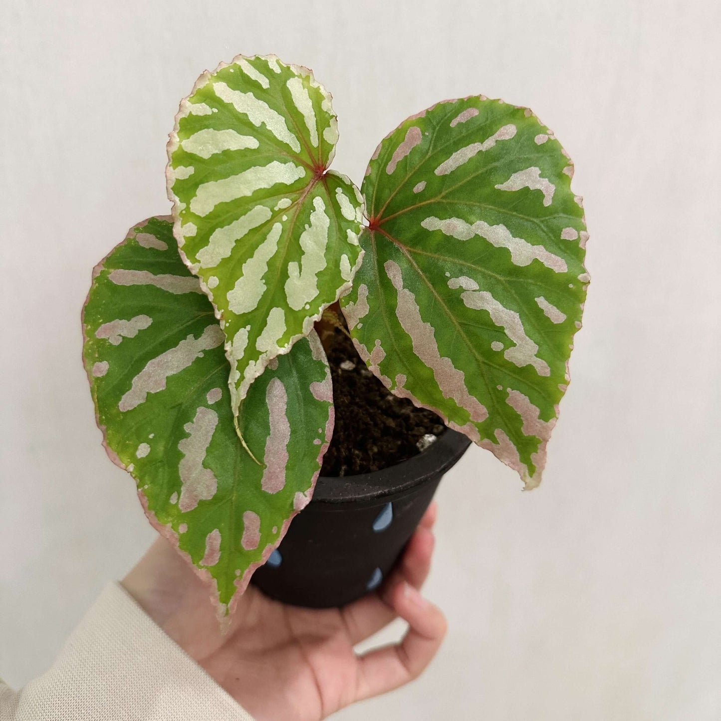 Begonia cf. roseopunctata is a variety of begonia native to West Kalimantan, Borneo, known for its beautiful and striking foliage. Its leaves feature vibrant green and pink stripes, with delicate pink edges. The colors of the leaves transition smoothly between green and pink, creating intricate patterns and a unique color combination that makes this begonia incredibly attractive to plant enthusiasts.