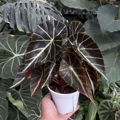 Begonia chingipengii is a stunning and rare species native to the Philippines, particularly found in provinces such as Nueva Ecija, Aurora, Batangas, and Palawan. This begonia is prized for its distinctive leaf coloration and compact growth, making it a perfect addition for both beginner and experienced plant enthusiasts. With its striking foliage and elegant flowers, Begonia chingipengii will add a touch of tropical beauty to your home or garden.