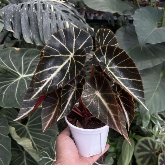 Begonia chingipengii is a stunning and rare species native to the Philippines, particularly found in provinces such as Nueva Ecija, Aurora, Batangas, and Palawan. This begonia is prized for its distinctive leaf coloration and compact growth, making it a perfect addition for both beginner and experienced plant enthusiasts. With its striking foliage and elegant flowers, Begonia chingipengii will add a touch of tropical beauty to your home or garden.