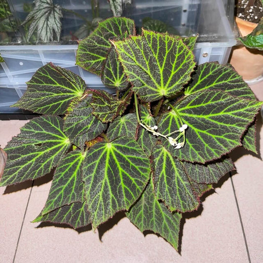 Begonia chloroneura is a rare and striking begonia species native to the Philippines. Known for its stunning diamond-shaped leaves, this plant features deep green foliage with bright lime green veins that create a beautiful contrast. The underside of the leaves is a rich red, and the edges are adorned with soft, fine hairs, enhancing its ornamental appeal.