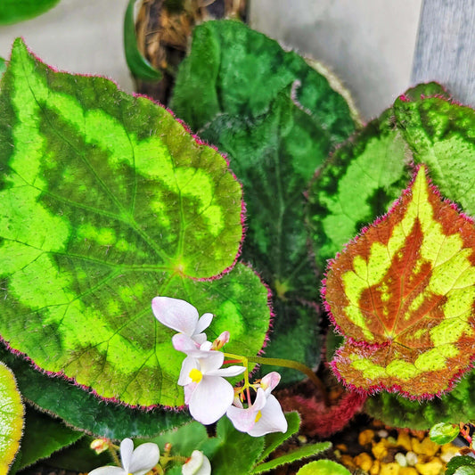 Begonia circularis is a rare and visually stunning begonia species native to the limestone mountains of Quang Binh Province, Vietnam. This begonia stands out with its deep green, circular leaves, which feature a distinctive light green pattern along the edges. The edges of the leaves are adorned with soft, fuzzy, pinkish-purple hairs, adding a unique texture to the plant. The underside of the leaves is a rich purple-red, creating a beautiful contrast with the top surface.