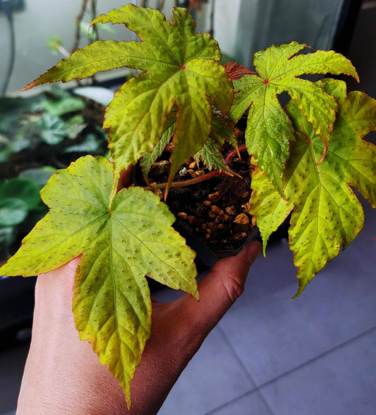 Begonia circumlobata Hance is a striking and unique begonia species, renowned for its irregularly lobed leaves and the fascinating red edges and spiny hairs on the leaf surface. Native to China, this begonia is a perfect addition for plant collectors looking for something extraordinary. The leaves feature a distinct, serrated edge with red-tinted borders and red spiny hairs covering the surface, adding texture and dimension to this beautiful plant.