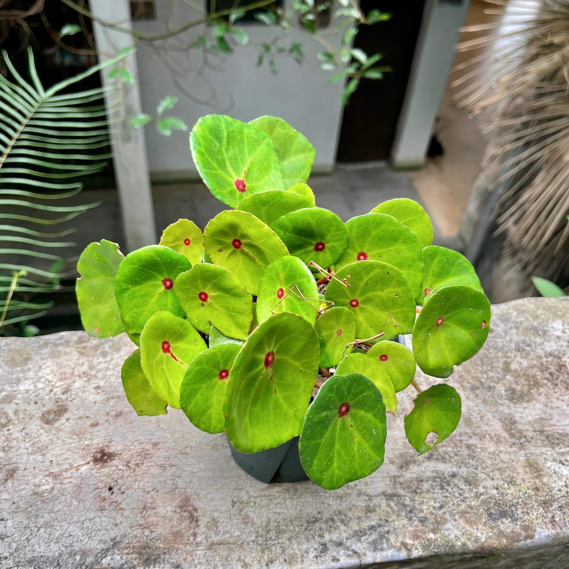 Begonia conchifolia, commonly known as the Zip Begonia, is a distinctive species native to Central America, particularly Costa Rica and Panama. This Begonia is renowned for its unique, round, peltate leaves that resemble lily pads, each adorned with a striking red spot at the center where the petiole attaches. The plant occasionally produces delicate pink flowers, adding to its ornamental appeal.