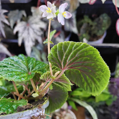 Begonia corrugata is part of a group of species native to Borneo (especially the Kuching Division), where it grows in limestone hill areas. It is typically found in moist, shaded forest environments characteristic of tropical regions.