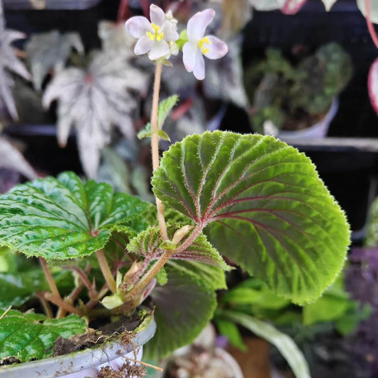 Begonia corrugata is part of a group of species native to Borneo (especially the Kuching Division), where it grows in limestone hill areas. It is typically found in moist, shaded forest environments characteristic of tropical regions.