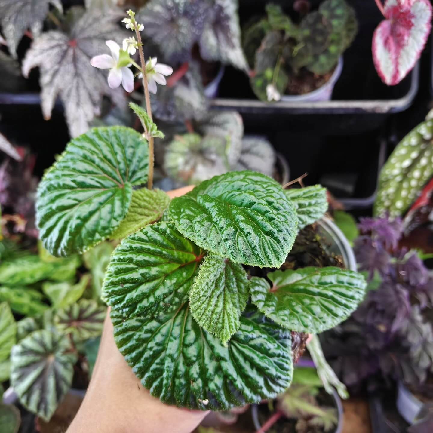 Begonia corrugata is part of a group of species native to Borneo (especially the Kuching Division), where it grows in limestone hill areas. It is typically found in moist, shaded forest environments characteristic of tropical regions.