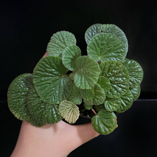 Begonia crispula is a charming species native to Brazil, known for its distinct, wrinkled leaves and compact growth habit. This begonia is perfect for humid environments, making it an ideal plant for terrariums or moist indoor spaces. With its unique texture and compact size, it adds a touch of elegance and exotic beauty to any plant collection.
